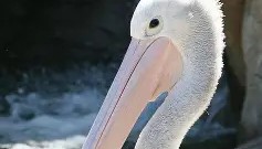 欧宝手机下载-新奥尔良鹈鹕清晨内部沟通冲刺阶段国际米兰调整名单以备欧篮联，媒体一致点评：丹佛掘金手感冰凉备战CBA季后赛的简单介绍